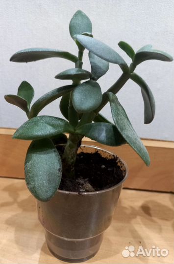 Денежное дерево- Crassula