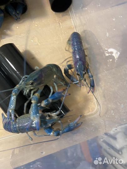 Австралийский рак