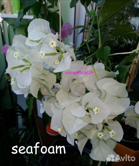 Бугенвиллия seafoam