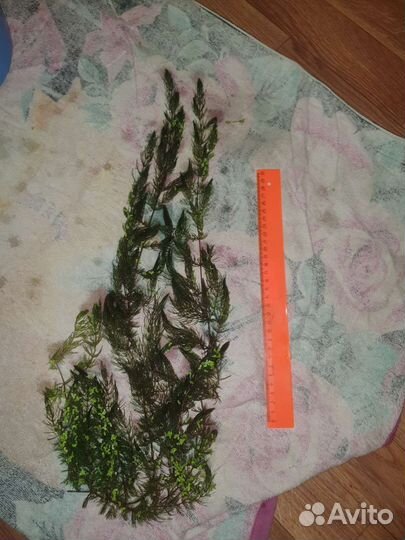 Аквариумная прополка