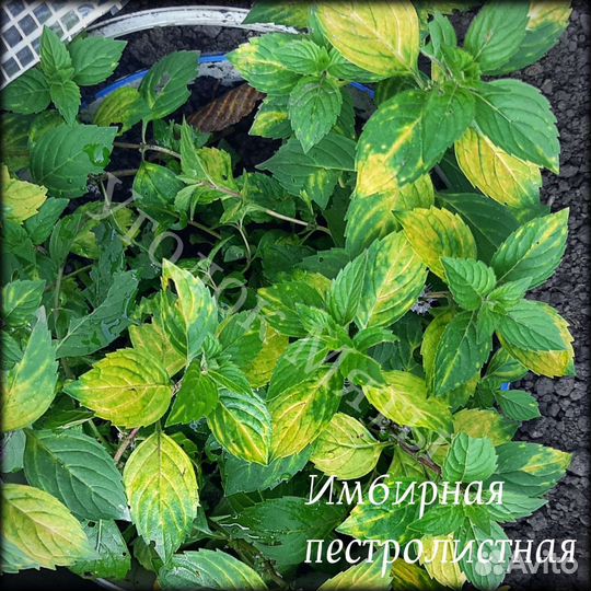 Мята разных вкусов, очень много сортов. Саженцы