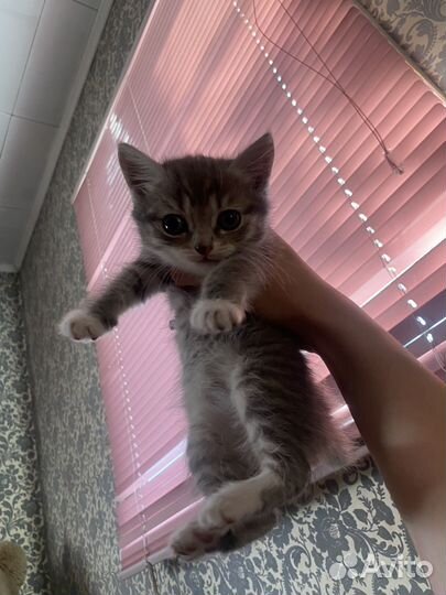 Котенок бесплатно