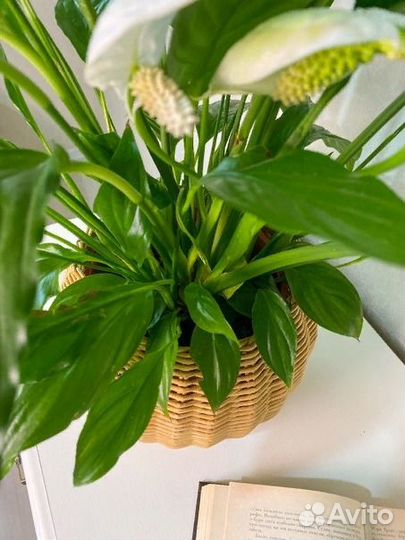 Кашпо для цветов