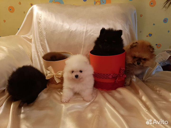 Померанский шпиц