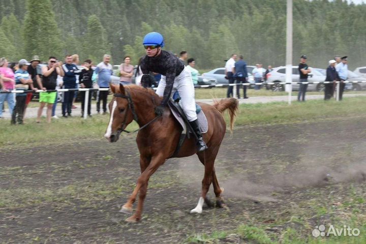 Жеребец, кобыла