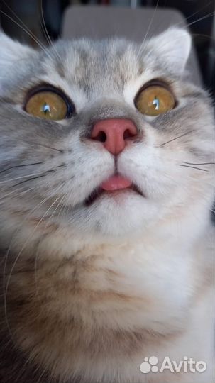 Продам бонусы Эльдорадо