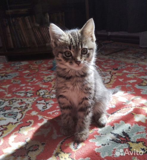 Котенок мальчик