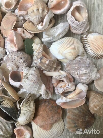 Ракушка набор