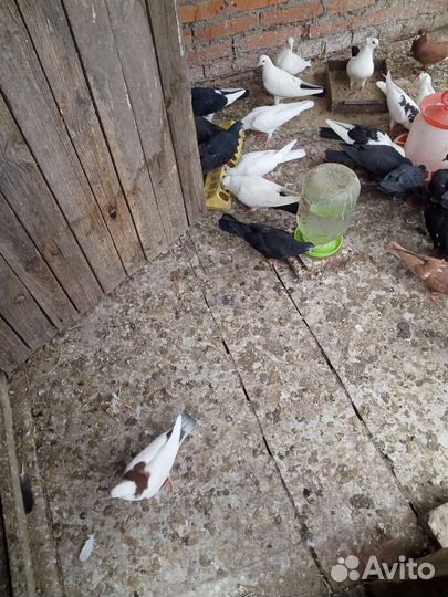 Продажа голубей