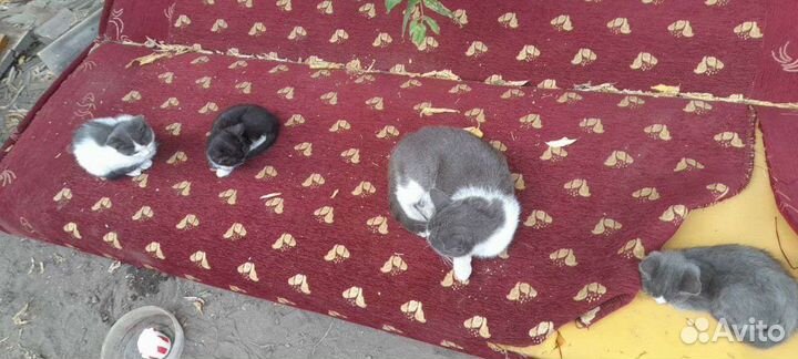 Котята в добрые руки