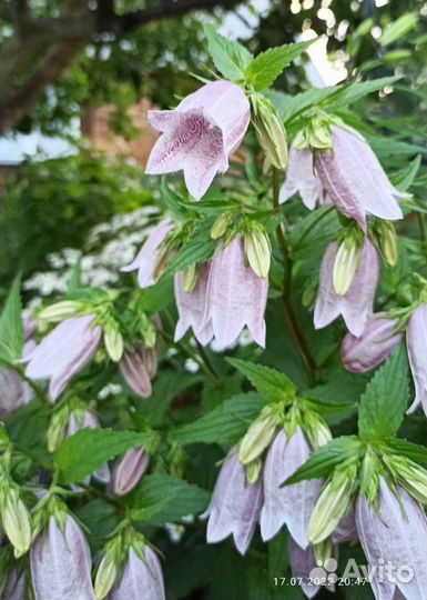 Колокольчик точечный розовый