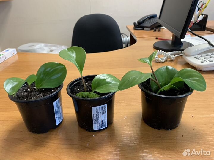 Комнатные цветы пеперомия, спатифиллум