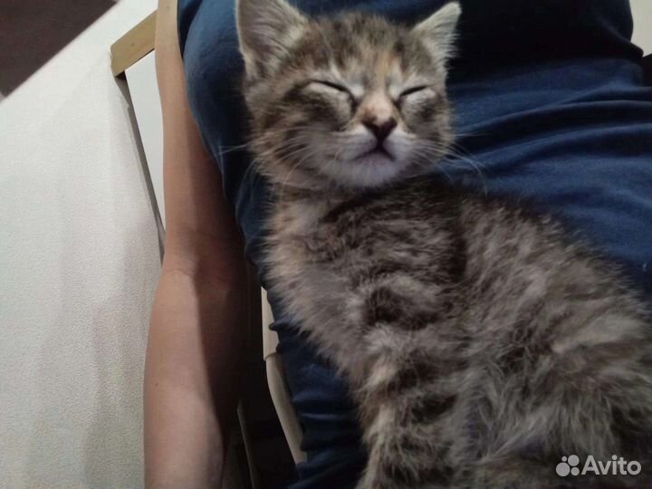 Котята в добрые руки бесплатно