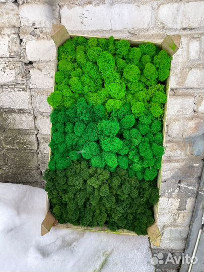 Стабилизированный мох ягель Зелёное Яблоко