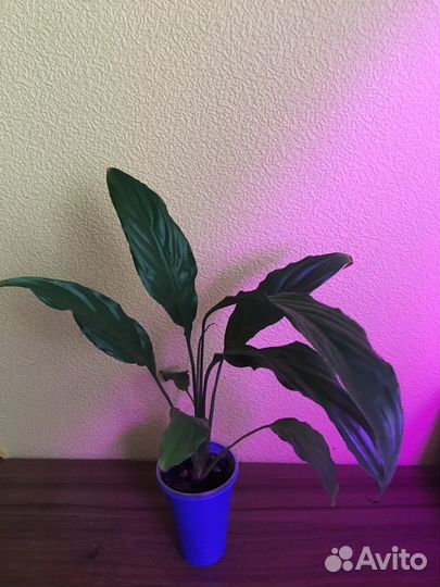 Спатифиллум