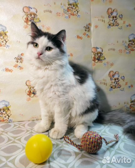 Домашние животные кошки