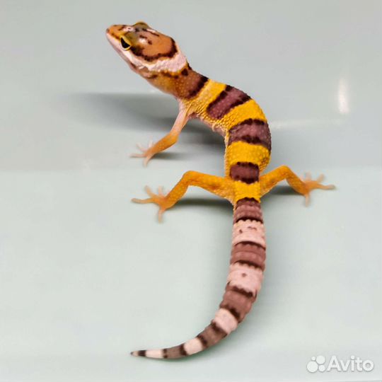 Реснитчатый бананоед, эублефары