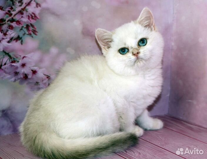 Серебристая британская шиншилла колор поинт