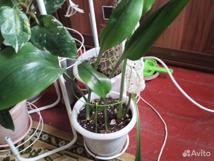 Комнатные цветы эухарис амазонская лилия