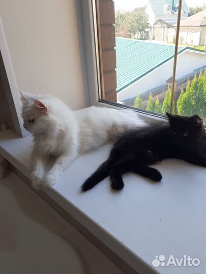 Отдам котенка в добрые руки