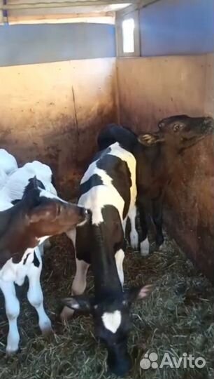 Телята бычки