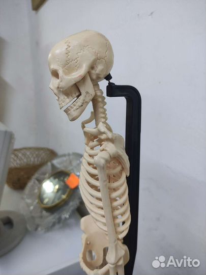 Скелет модель 50 см