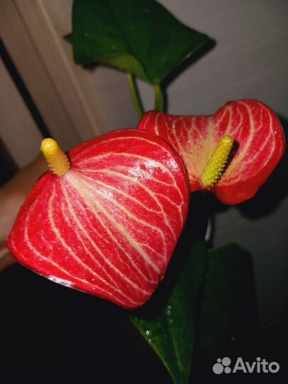 Комнатные растения цветы