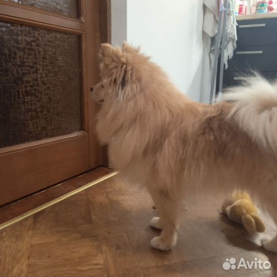 Померанский шпиц