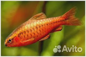 Барбус вишневый