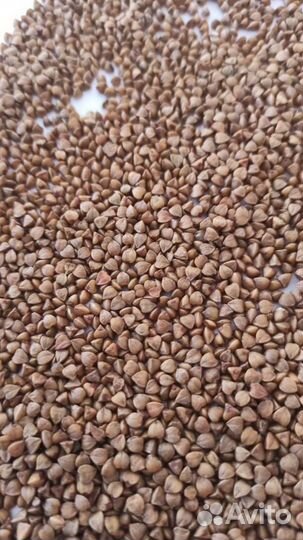 Гречка оптом