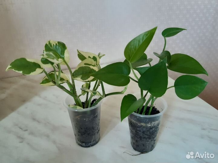 Комнатные растения