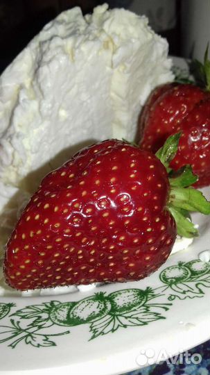 Клубника. Рассада