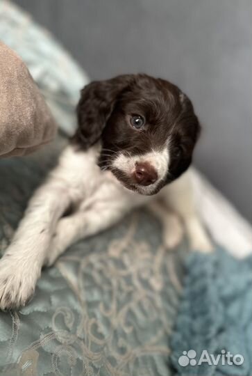 Русский охотничий спаниель щенки