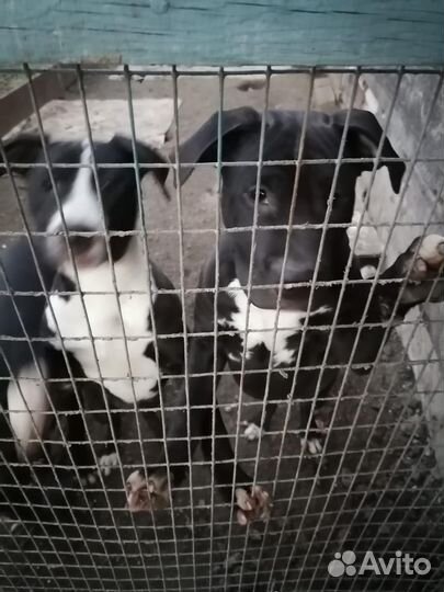 Продажа животных