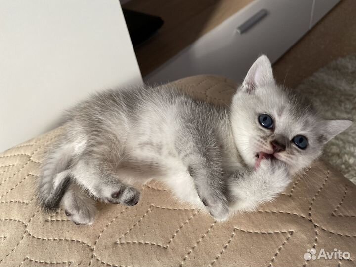 Британская серебристая шиншилла