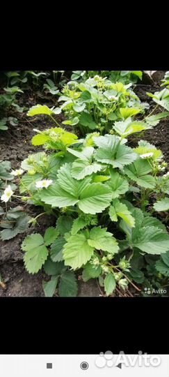 Саженцы и корни клубники