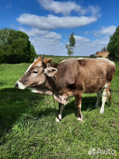 Корова - телка стельная молодая