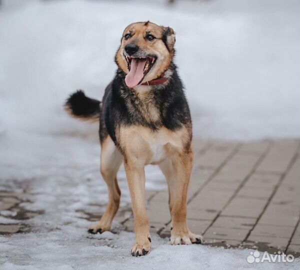 Ждут семью. Одну на двоих