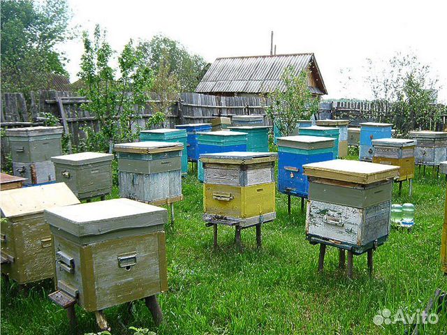 Ферма улей московская область 46н 12937 фото Пчелы и улья купить в Троицке Животные и зоотовары Авито