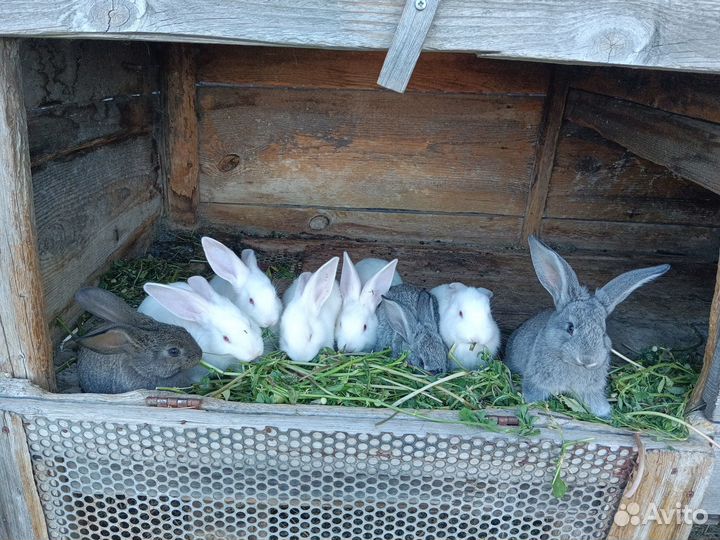 Крольчата мясных пород белый великан