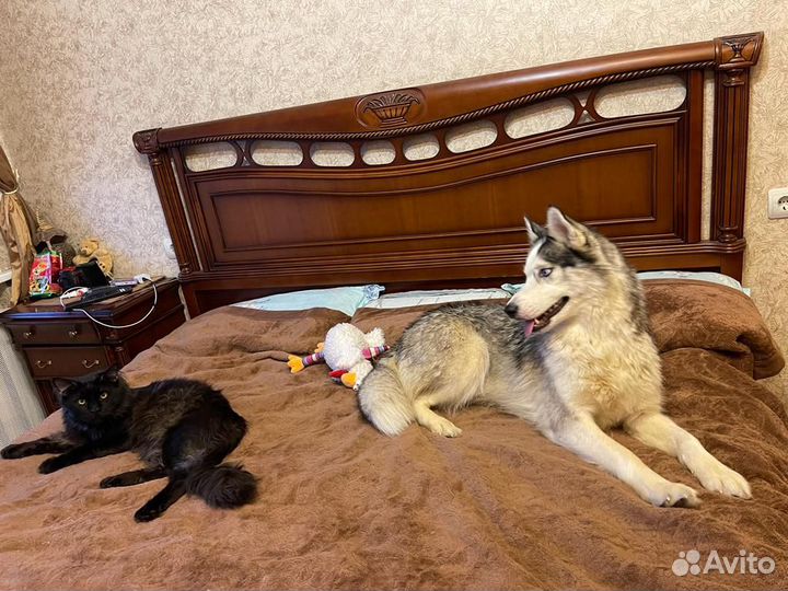 Чудесная собака фенотип лайки ищет Дом