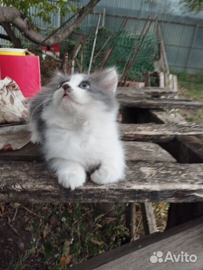 Отдаём котят