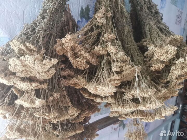 Сухоцветы тысячелистника