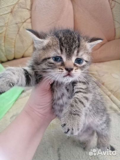 Котята полуперсы