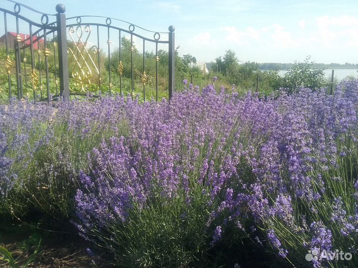 Лаванда сухоцвет