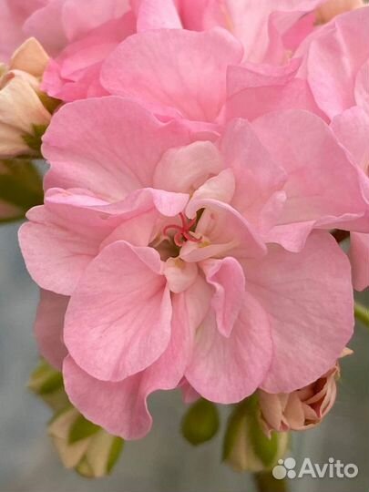 Пеларгония