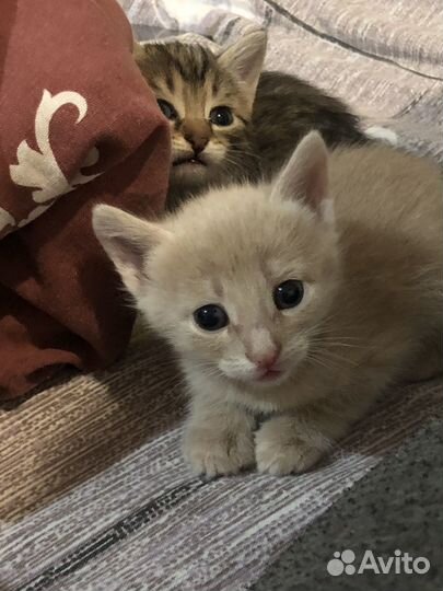 Котята в дар