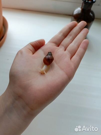 Ахатинская улитка