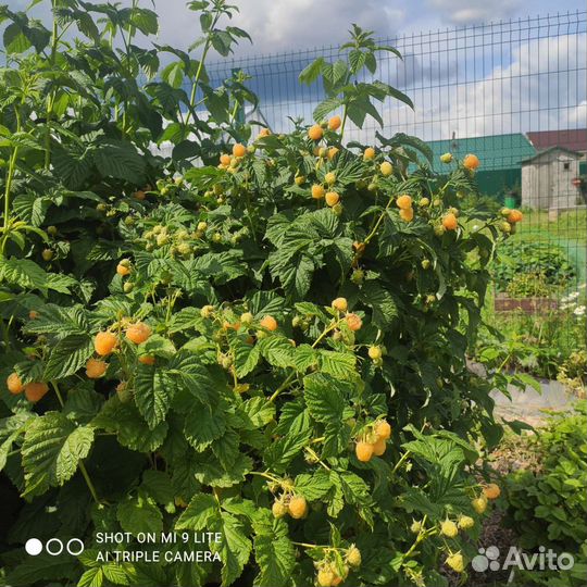 Саженцы желтой малины