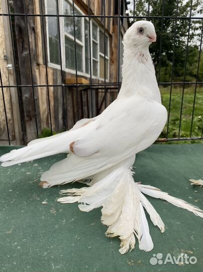 Голуби Узбекские двухчубве